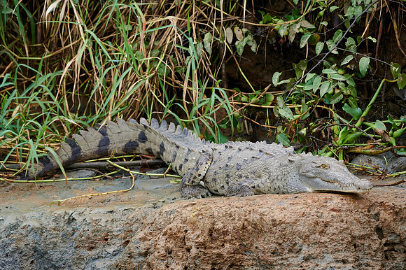 American Crocodile (Crocodylus acutus)
