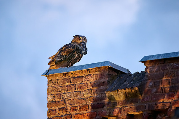 Eurasian eagle-owl (Bubo bubo) with prey on a roof