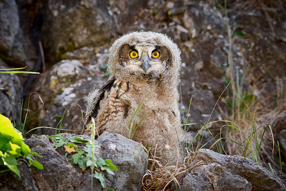 Eurasian eagle-owl (Bubo bubo), youngster on a rock
