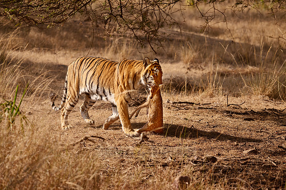 Tiger with prey in mouth