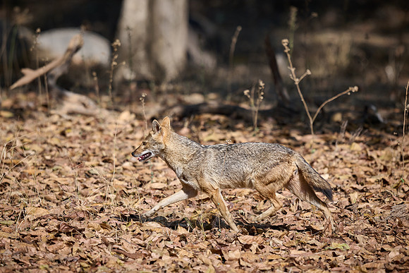 Indian golden jackal or common jackal (Canis aureus)