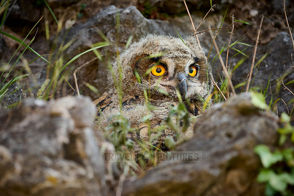 Eurasian eagle-owl (Bubo bubo), youngster on a rock