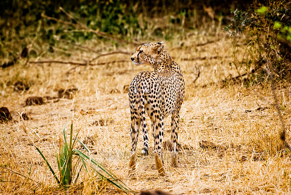 male cheetah, Acinonyx jubatus