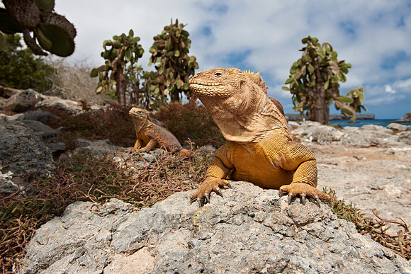 Galapagos Land Iguana