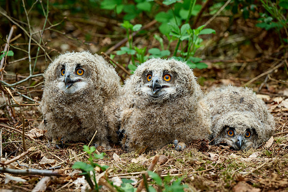 three Eurasian eagle-owl fledglings