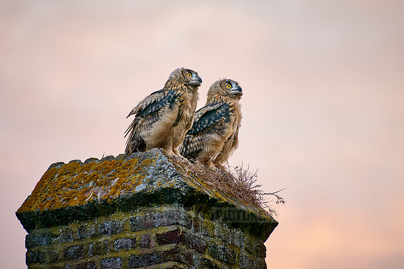 Eurasian eagle-owl (Bubo bubo), two youngster on a wall