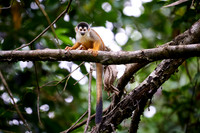Central American squirrel monkey or red-backed squirrel monkey