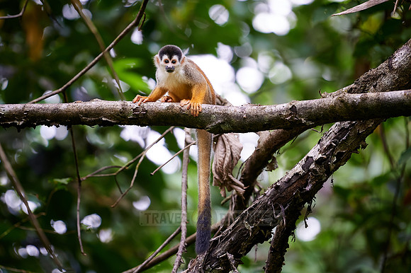 Central American squirrel monkey or red-backed squirrel monkey