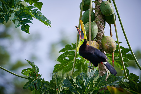chestnut-mandibled toucan or Swainson's toucan steeling Papaya