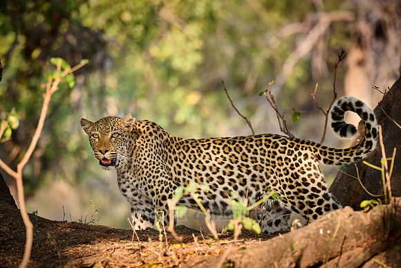 African leopard (Panthera pardus pardus)