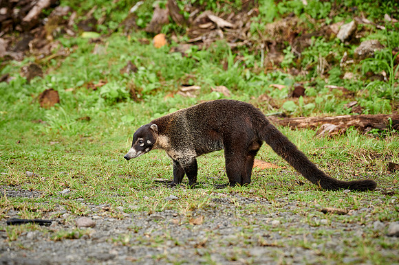 White-nosed Coati, Nasua narica