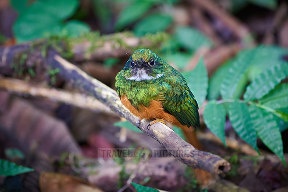 rufous-tailed jacamar (Galbula ruficauda)