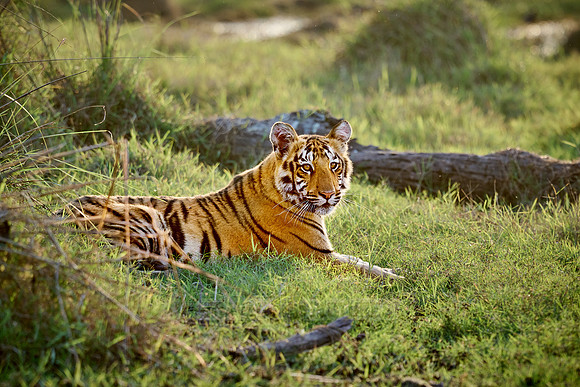 Bengal tiger cub (Panthera tigris tigris)