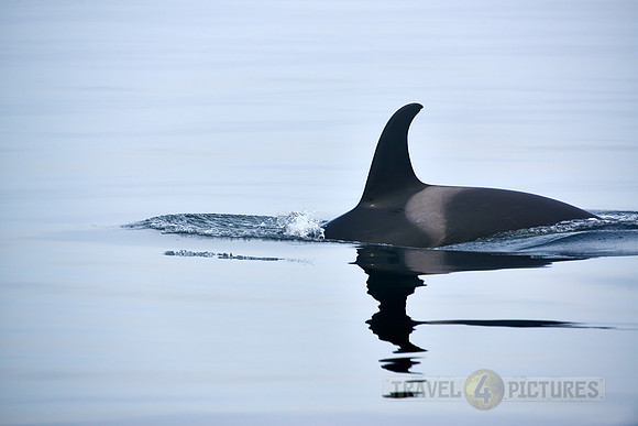 Resident Killer whale