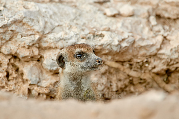 meerkat or suricate, Suricata suricatta