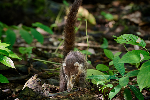 White-nosed Coati, Nasua narica