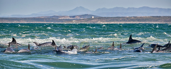 herd of hunting bottlenose dolphin