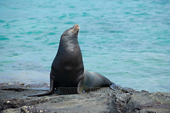 Galapagos-Seelöwe, Zalophus wollebaeki |Galapagos Sea Lion, Zalophus wollebaeki|