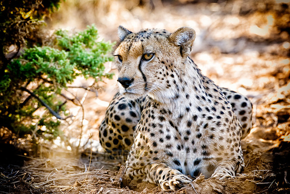 male cheetah, Acinonyx jubatus
