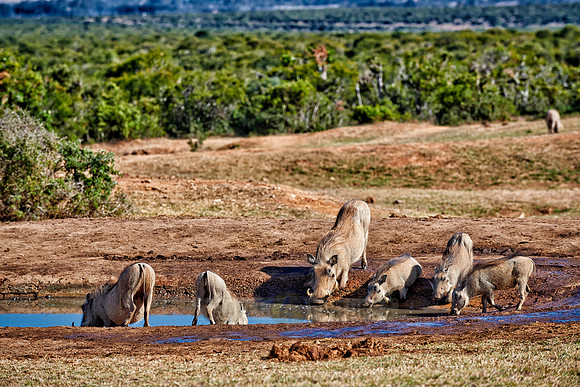 warthogs (Phacochoerus africanus)