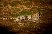 night shot of a African leopard