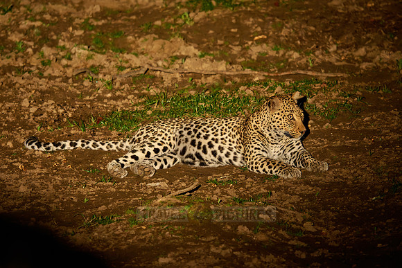 night shot of a African leopard