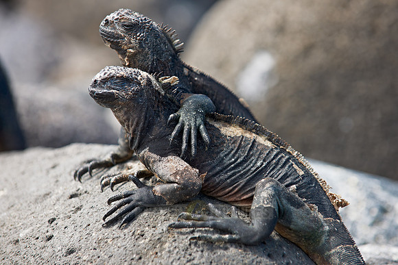 Marine Iguana, Amblyrhynchus cristatus