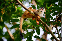 Central American squirrel monkey or red-backed squirrel monkey