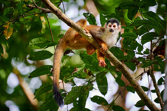 Central American squirrel monkey or red-backed squirrel monkey