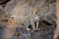 African leopard (Panthera pardus pardus)