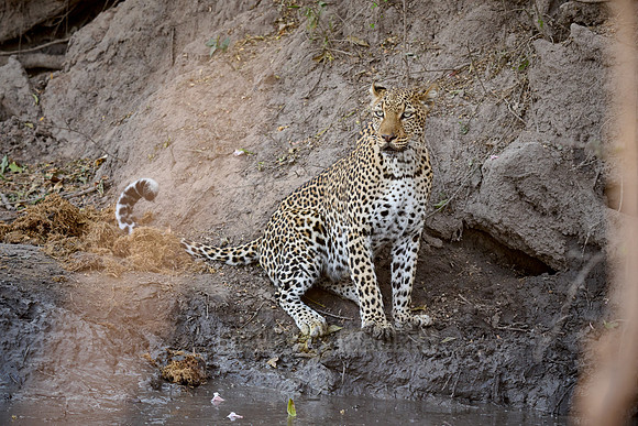 African leopard (Panthera pardus pardus)
