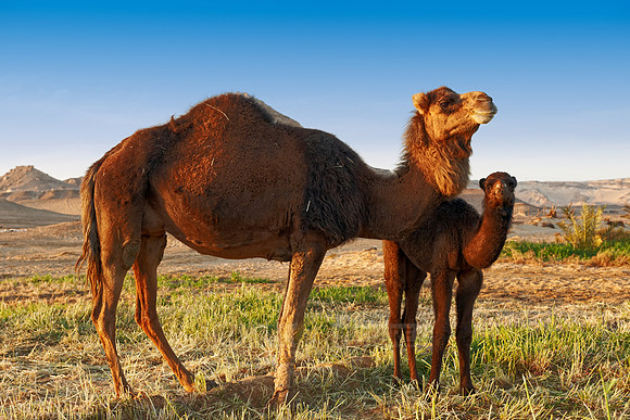 young black camel with mother