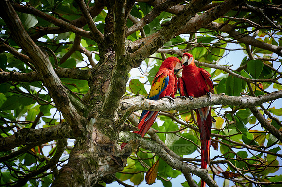 pair of Scarlet macaw (Ara macao)