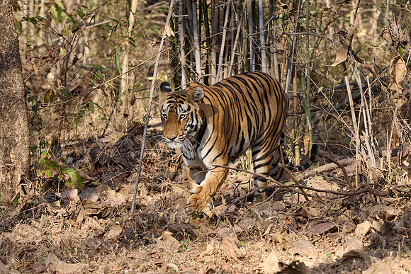 Bengal tiger (Panthera tigris tigris)