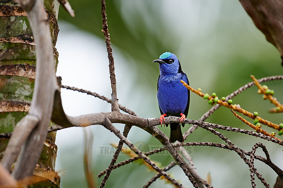 red-legged honeycreeper (Cyanerpes cyaneus)