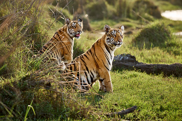 two Bengal tiger cubs (Panthera tigris tigris)