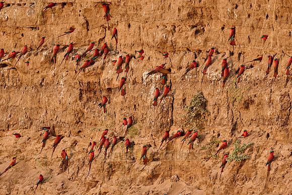 Kolonie Karminspinte (Merops nubicus) |southern carmine bee-eater (Merops nubicoides)|