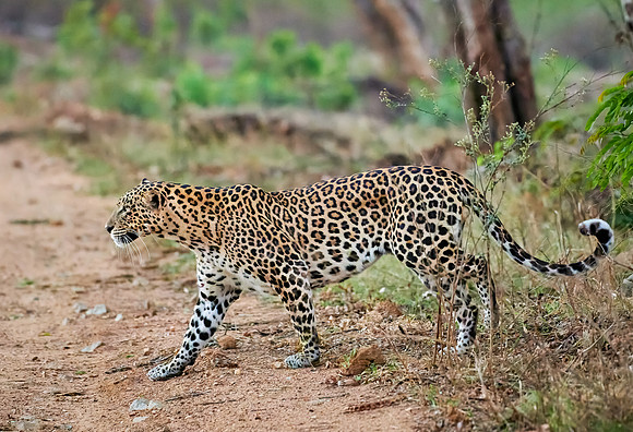 Indian leopard (Panthera pardus fusca)