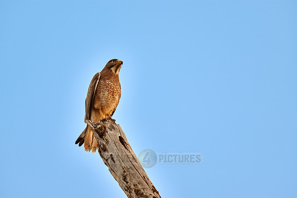 white-eyed buzzard (Butastur teesa)