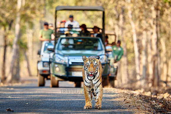 Bengal tiger (Panthera tigris tigris) walking in front of safari cars