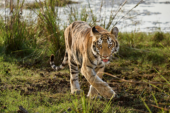 Bengal tiger cub (Panthera tigris tigris)