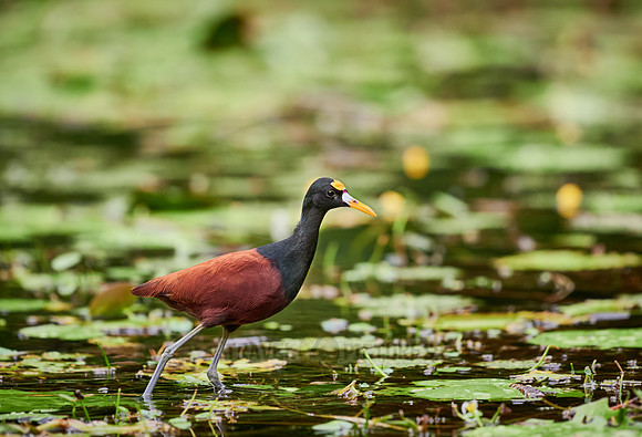 northern jacana or northern jaçana (Jacana spinosa)