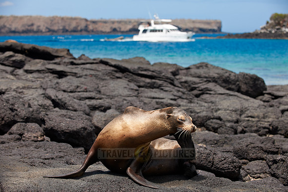 Galapagos-Seelöwe, Zalophus wollebaeki |Galapagos Sea Lion, Zalophus wollebaeki|