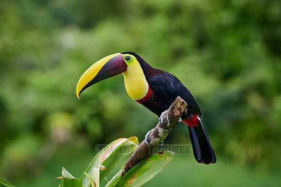 chestnut-mandibled toucan or Swainson's toucan