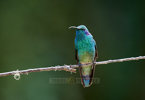 lesser violetear (Colibri cyanotus)