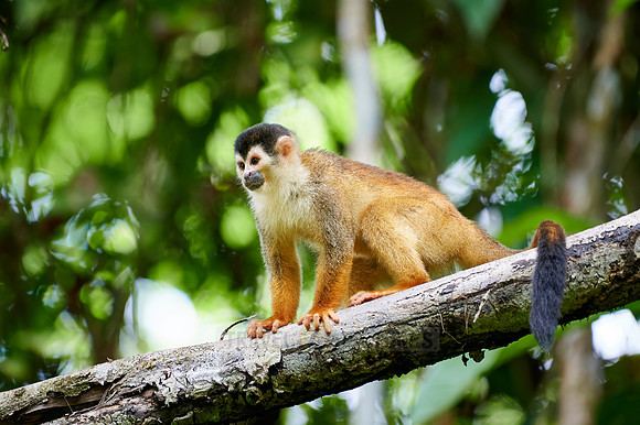 Central American squirrel monkey or red-backed squirrel monkey