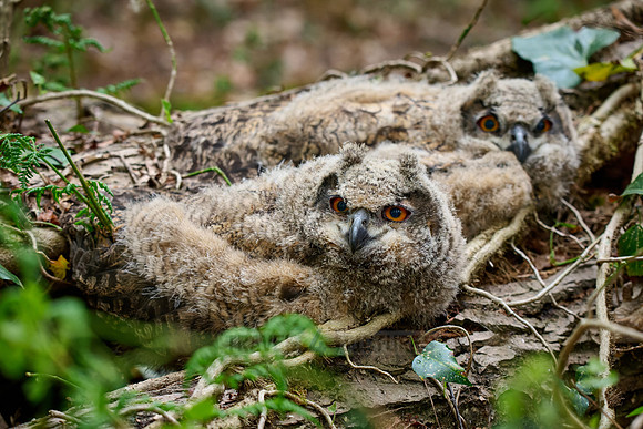 two Eurasian eagle-owl fledgling