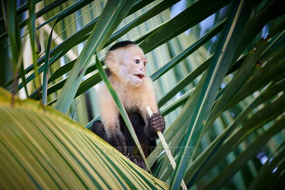 Panamanian white-faced capuchin (Cebus imitator)|