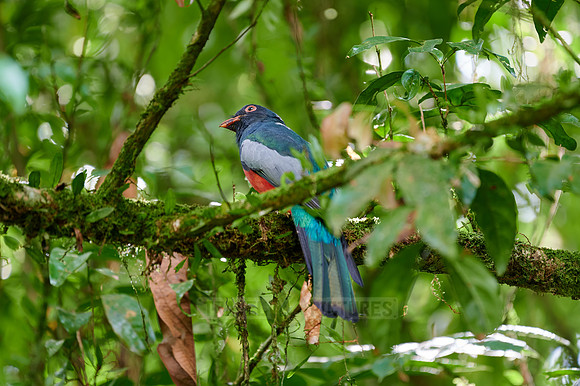 Slaty-tailed trogon (Trogon massena)