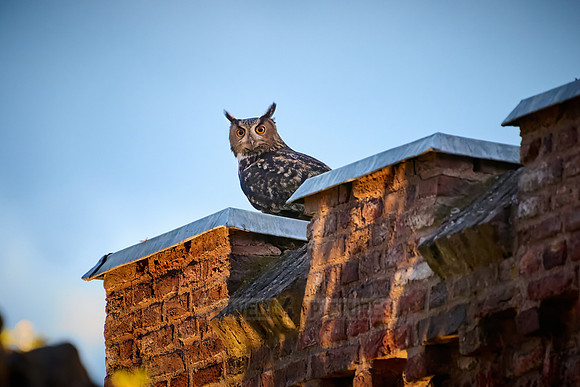 Eurasian eagle-owl (Bubo bubo) on a roof